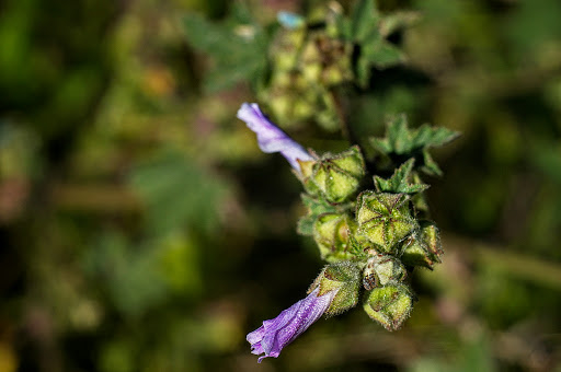 Lavatera cretica