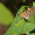 Tiny checkerspot butterfly