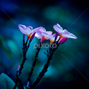 by Sirinat Tanamai - Nature Up Close Gardens & Produce