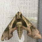 Pandora Sphinx Moth