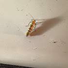 Ailanthus webworm