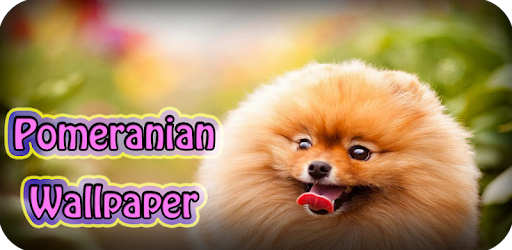 Pomeranian Dog Wallpaper Hd Google Play のアプリ