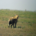 spotted hyena