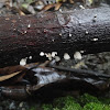 fungus