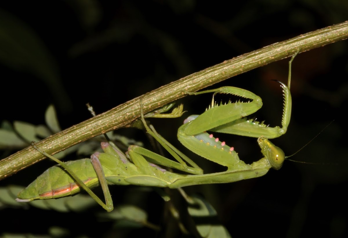 Praying Mantis