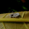 Wasp spin silk on Pentatomidae eggs