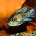 Electric Blue Acara