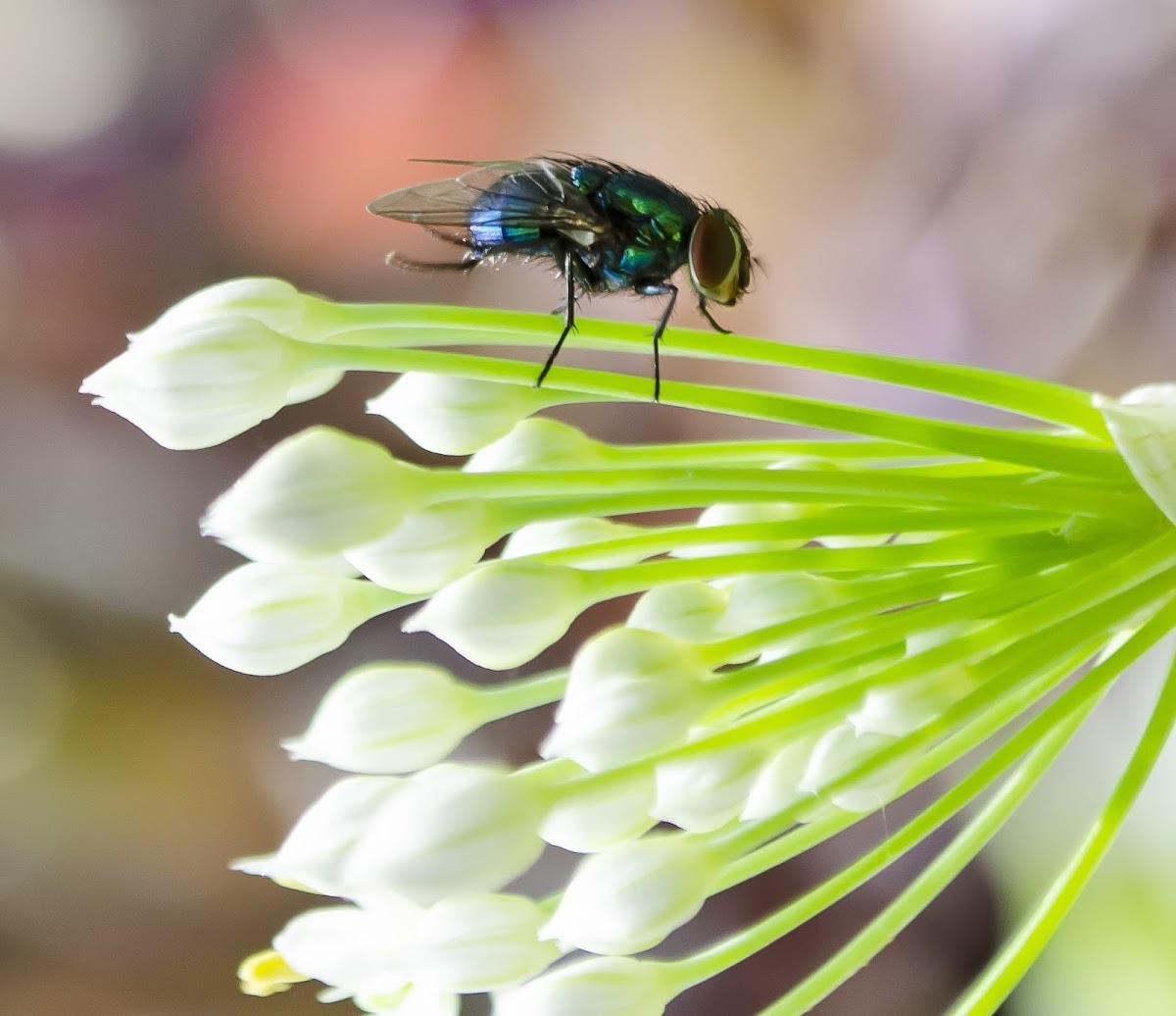 Green and Blue Bottlefly