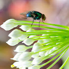 Green and Blue Bottlefly