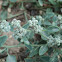 Mealy Goosefoot