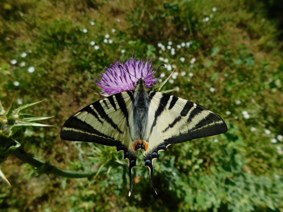 Scarce Swallowtail