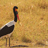 Saddle-billed stork