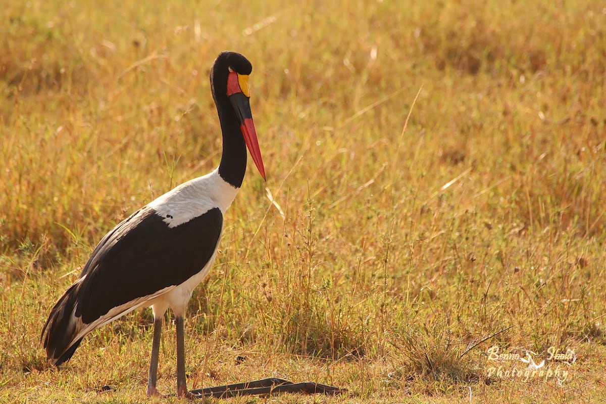 Saddle-billed stork