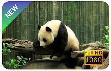 Panda Custom New Tab small promo image