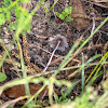 Pleated Inkcap