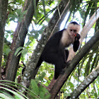 White faced Monkey