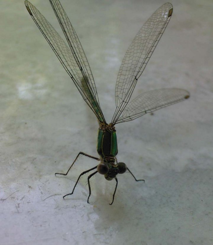 Libellula di Zighi