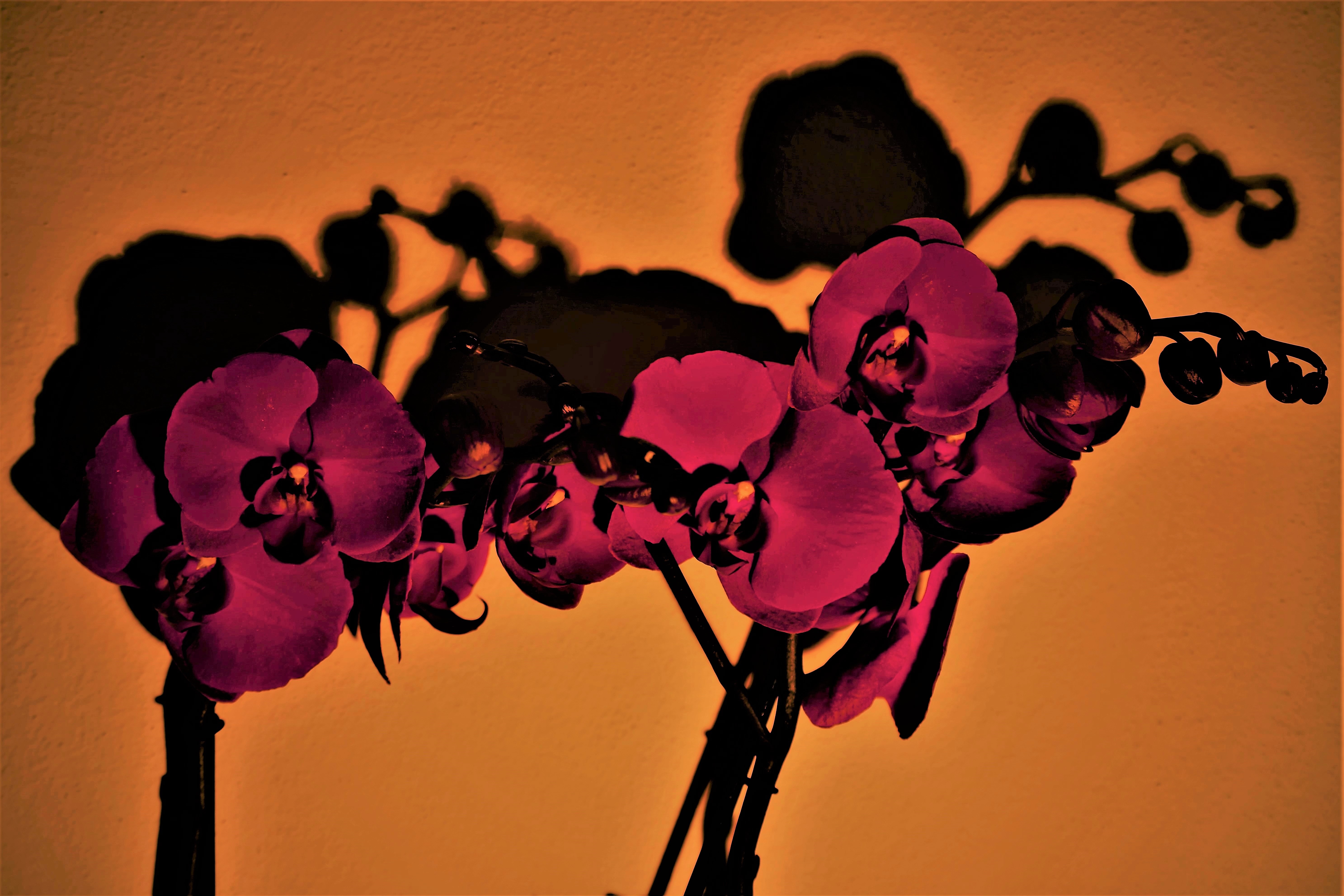 Orchidea di nestowolf