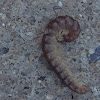 Common Millipede