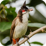 Cover Image of Download Bulbul Bird Sounds 1.0 APK