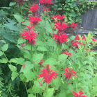 Bee Balm