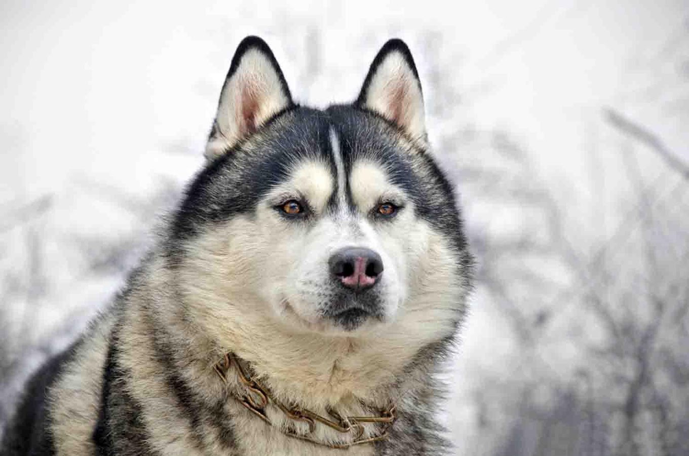 Siberian Husky Wallpapers - Android Apps on Google Play