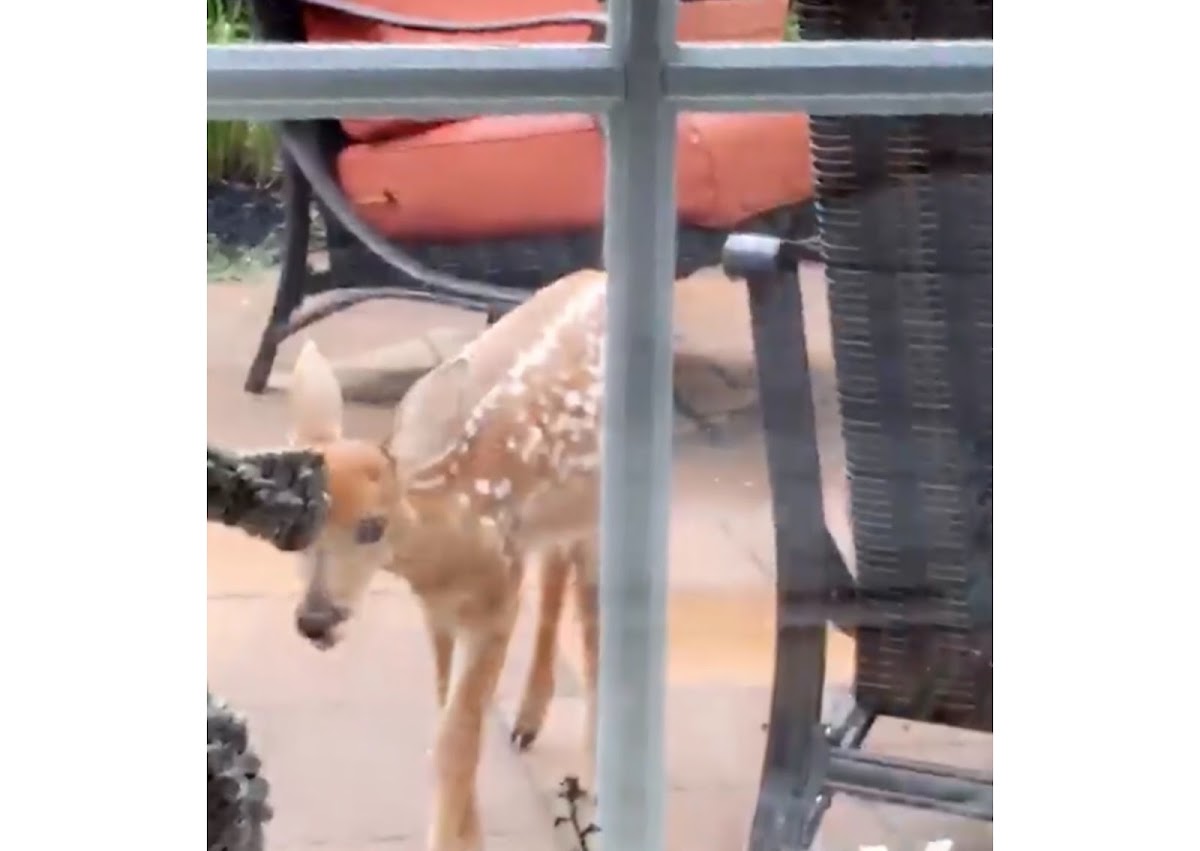 White-tailed deer (fawn)