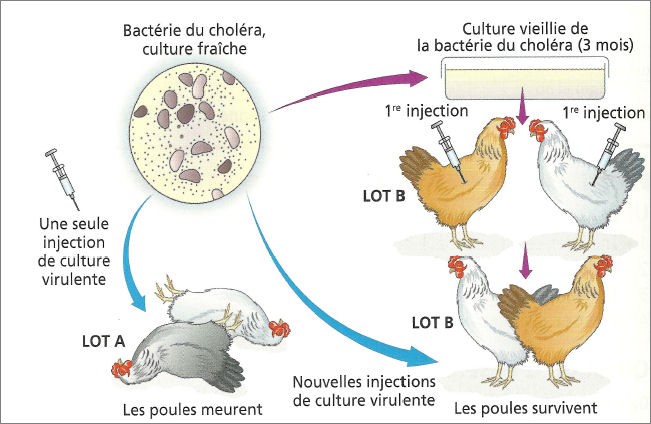 experience pasteur cholera des poules