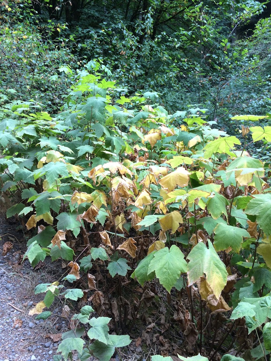 Thimbleberry