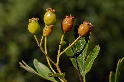 Crataegus monogyna