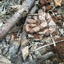 Southern copperhead