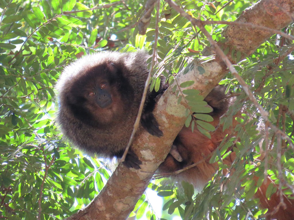 Black-fronted titi