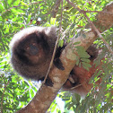 Black-fronted titi