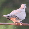 Collared Dove; Tórtola Turca