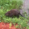 Muskrat