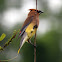 Cedar Waxwing (Male)