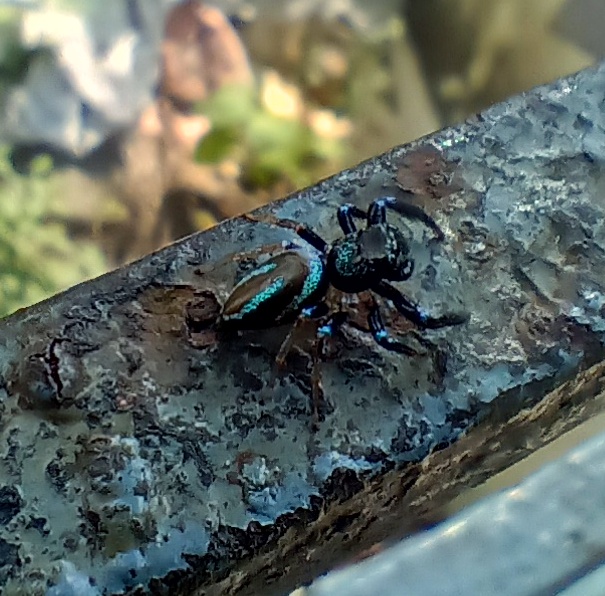 Fighting Jumping Spider