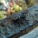 Fighting Jumping Spider