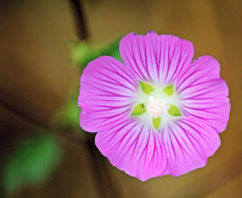 rosa fiore di Luciano Fontebasso