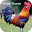 Rooster Sounds - Sleep & Relax Download on Windows