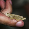 Lesser Maple Spanworm Moth / Mariposa-do-Verme-de-Tronco