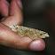 Lesser Maple Spanworm Moth / Mariposa-do-Verme-de-Tronco