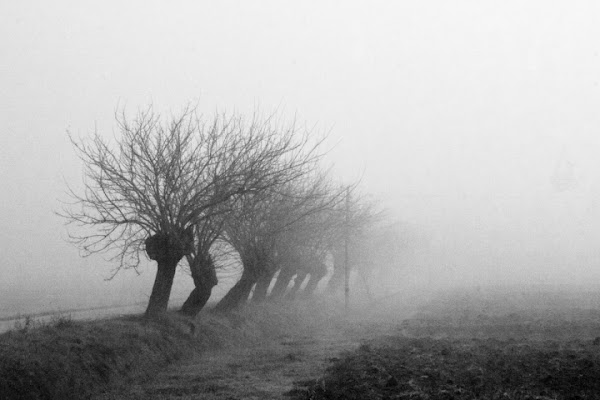 Salici nella nebbia di funakoschi