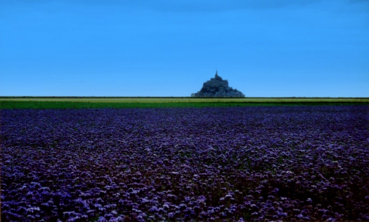 Lavanda di Greysky