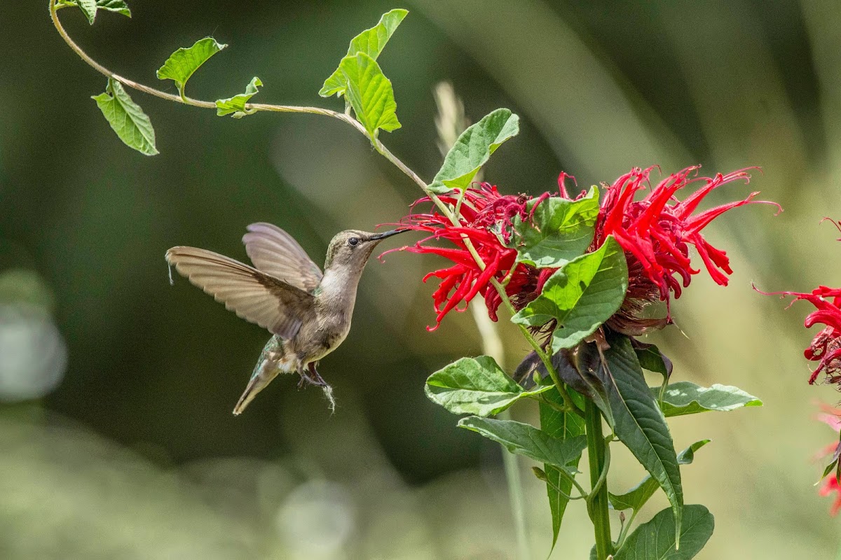 Broadtailed Hummingbird