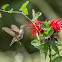 Broadtailed Hummingbird