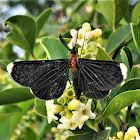 White-tipped black