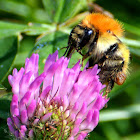 Common Carder-Bee; Abejorro de Campo