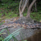 False gharial