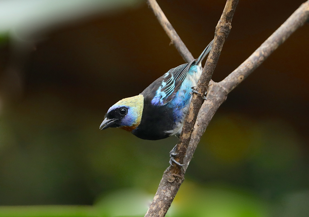 Golden-hooded Tanager